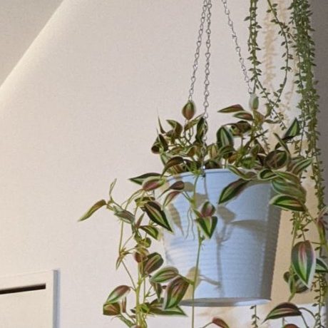 アートグリーンがアツい！楽しい！！